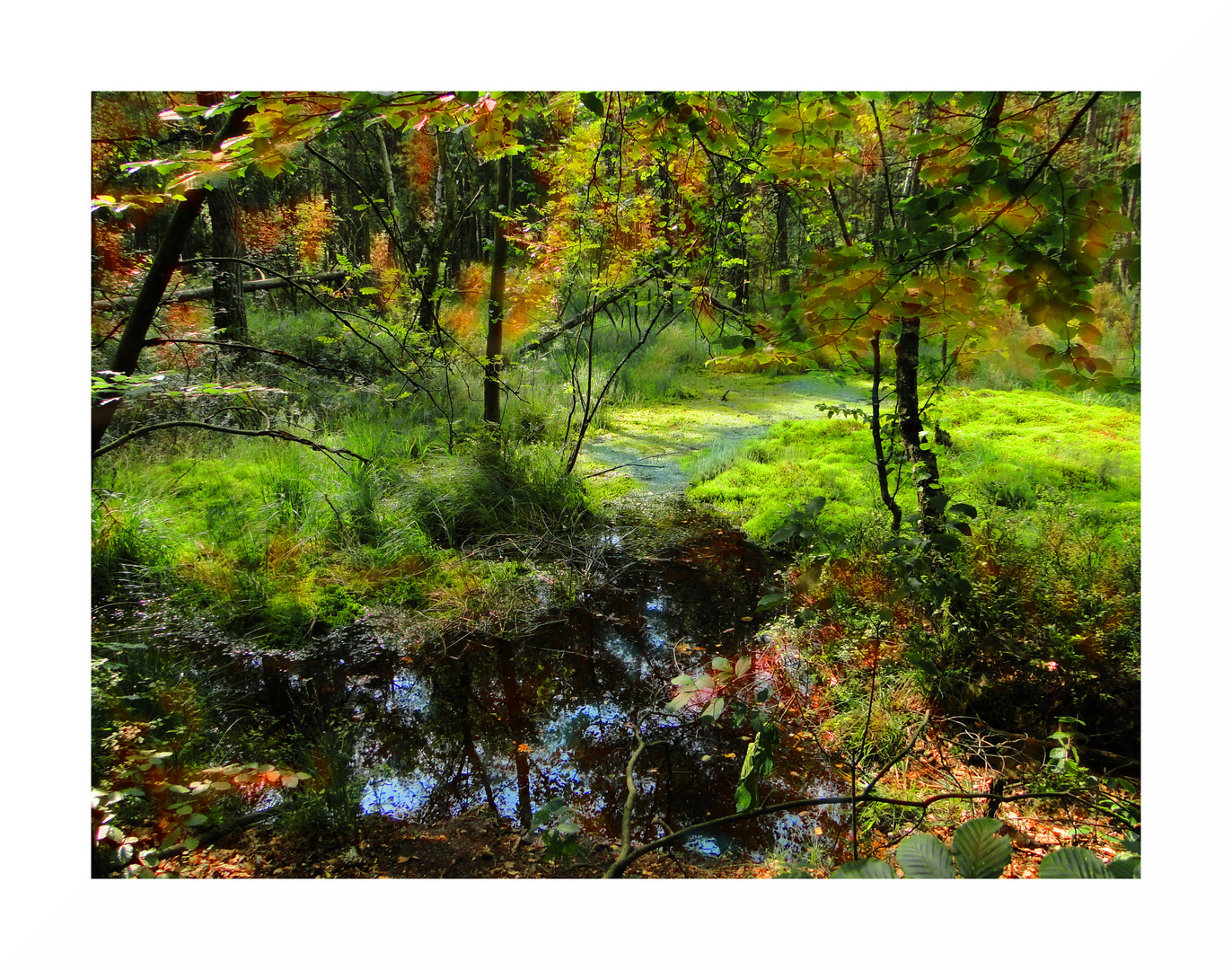 Herbst im Furlbachtal