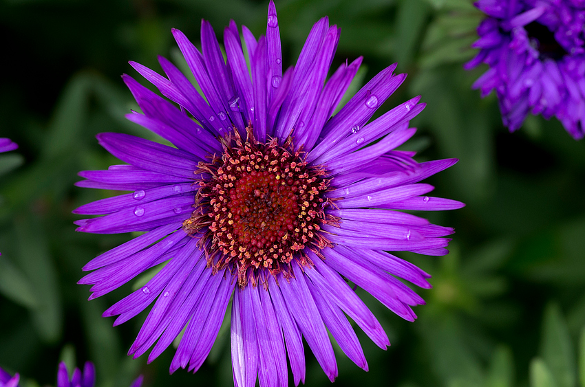 Herbst im Garten 1