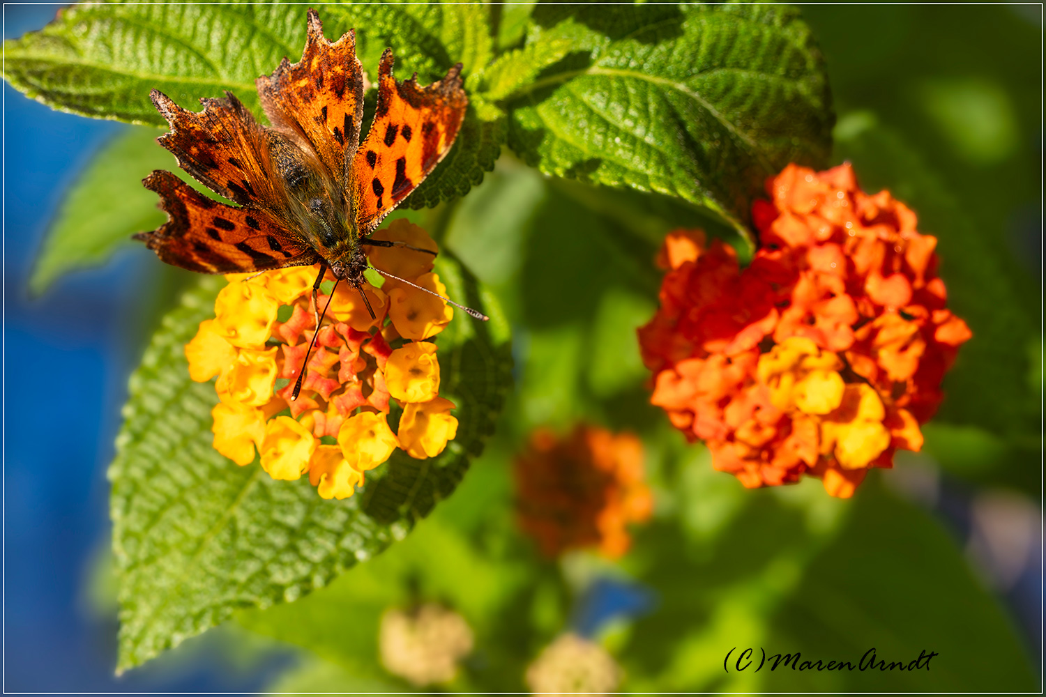 Herbst im Garten