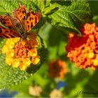 Herbst im Garten