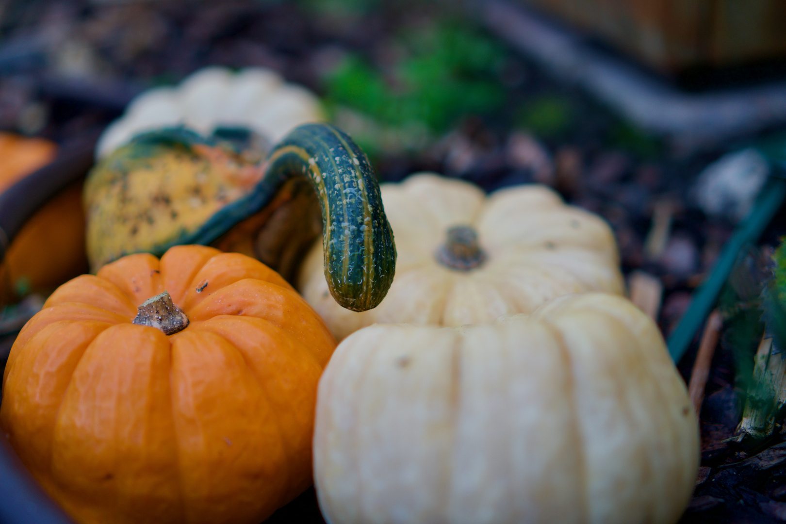 Herbst im Garten