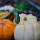 Herbst im Garten