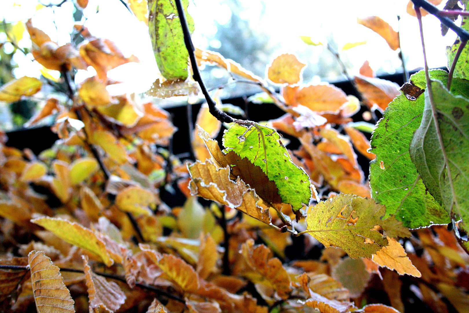 Herbst im Garten 2