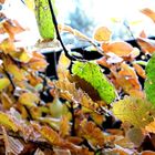 Herbst im Garten 2