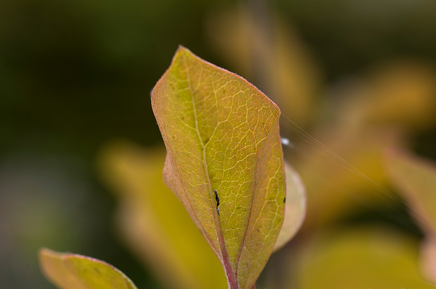 Herbst im Garten 2