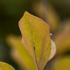 Herbst im Garten 2