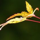 Herbst im Garten 3 - Ahorn