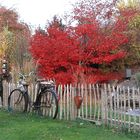 Herbst im Garten