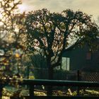 Herbst im Garten