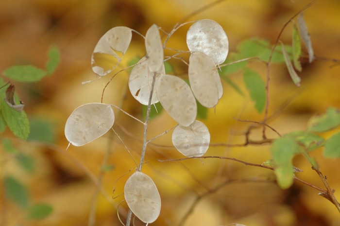 Herbst im Garten