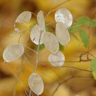 Herbst im Garten