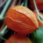 Herbst im Garten 4 - Physalis / Lampionblume