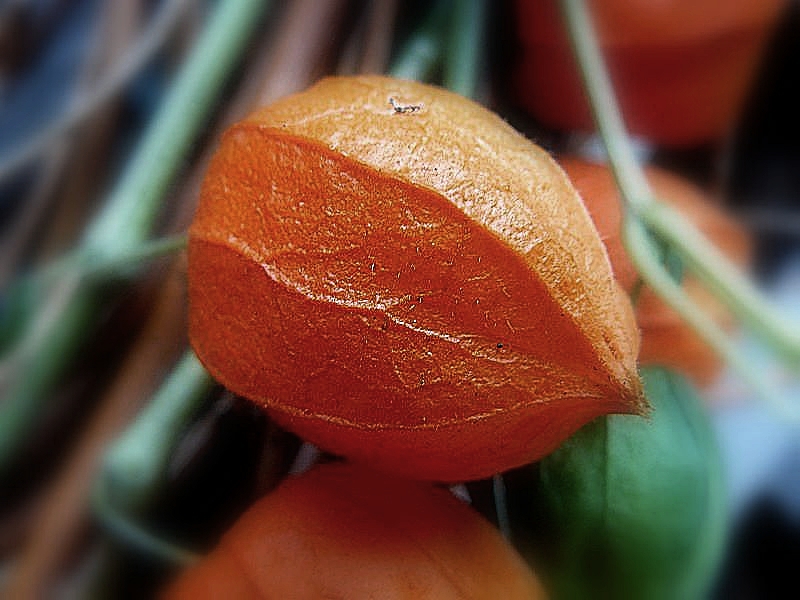 Herbst Im Garten 4 Physalis Lampionblume Foto Bild