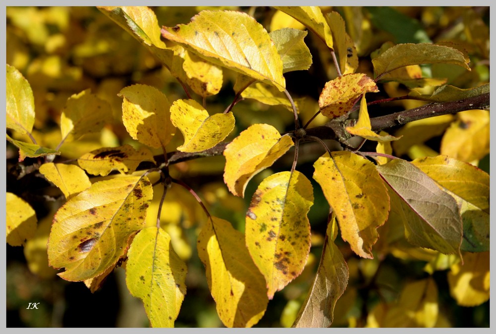 Herbst im Garten