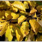 Herbst im Garten