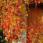 Herbst im Garten