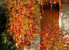 Herbst im Garten