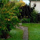 Herbst-im-Garten-