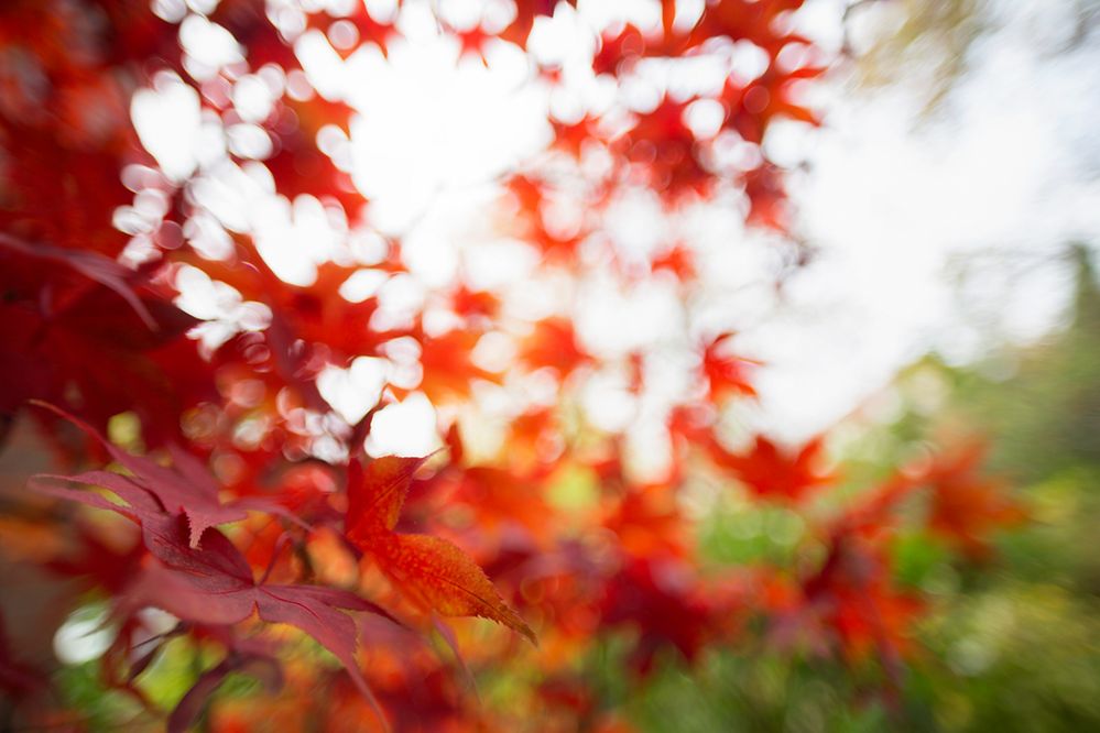 Herbst im Garten