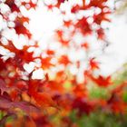 Herbst im Garten