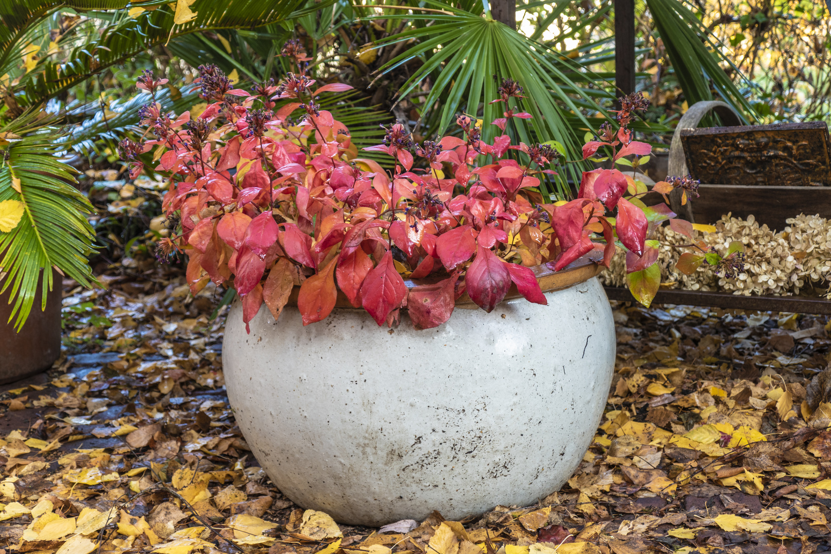 Herbst im Garten