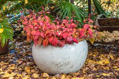 Herbst im Garten