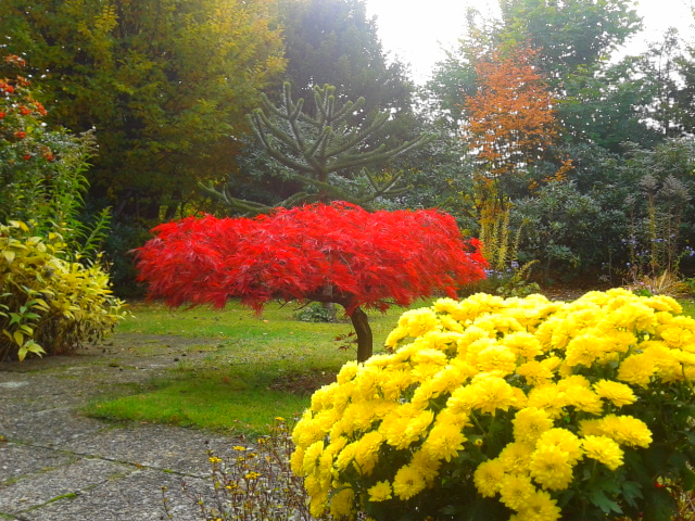 Herbst im Garten