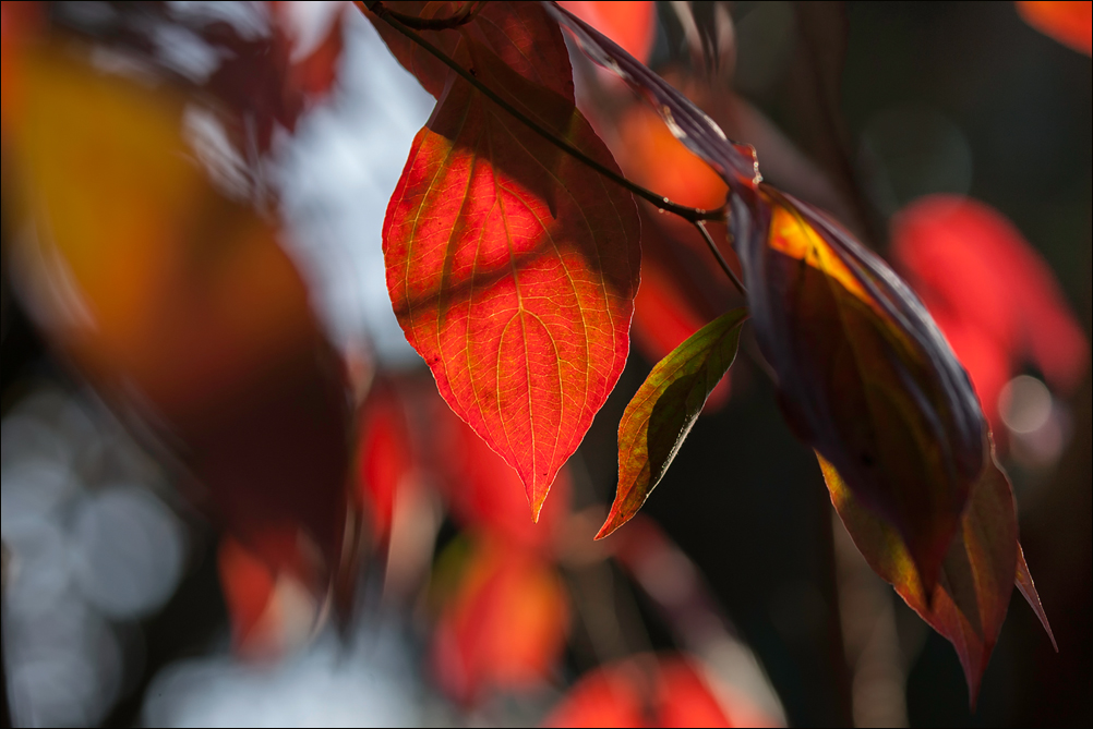 Herbst im Garten