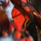 Herbst im Garten