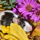 Herbst im Garten 