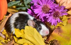 Herbst im Garten 