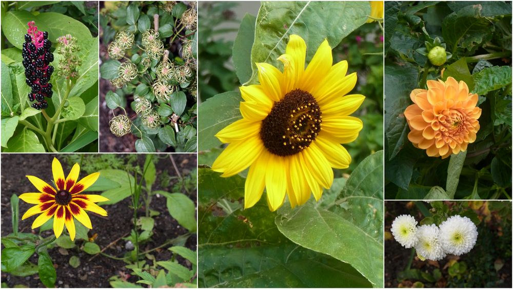 Herbst im Garten