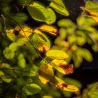 Herbst im Garten