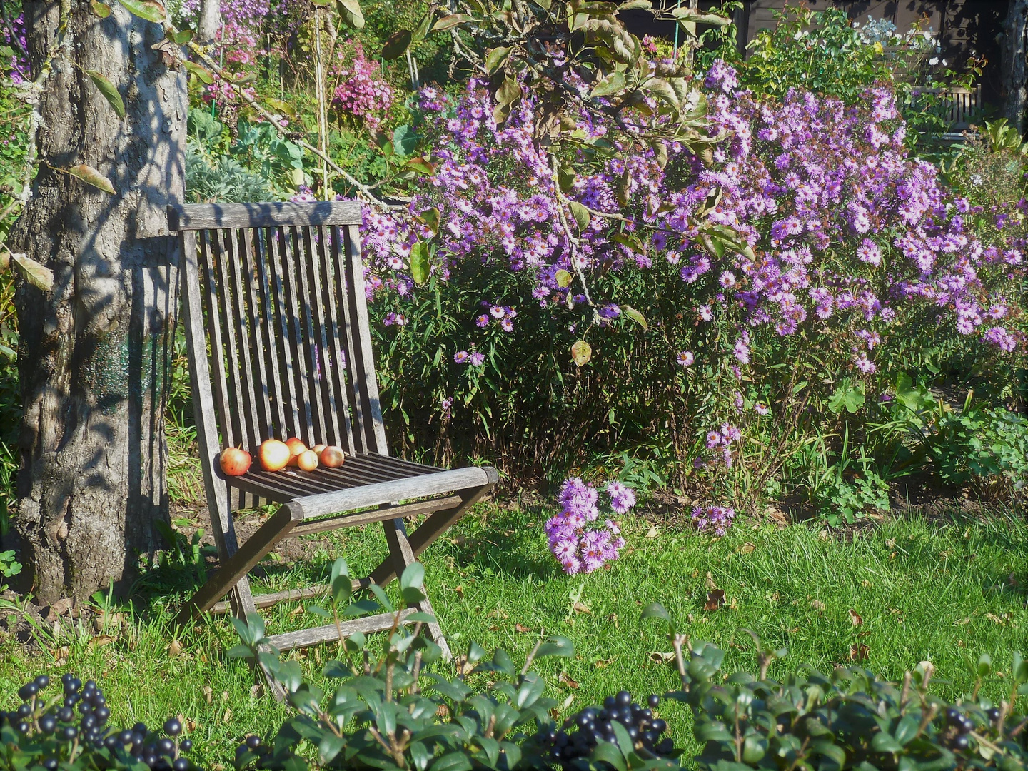 Herbst im Garten…. Foto & Bild natur, spezial, outdoor