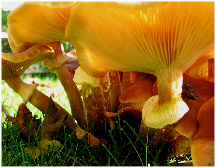 Herbst im Garten