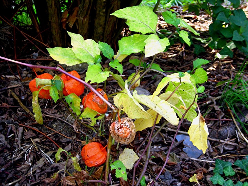 Herbst im Garten