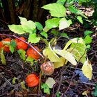 Herbst im Garten