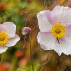 Herbst im Garten