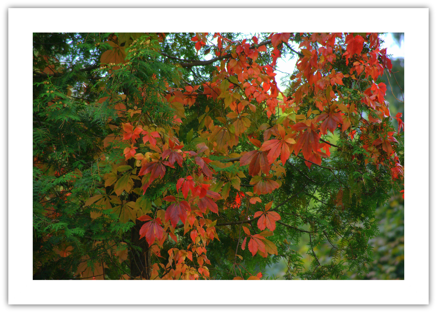  Herbst im Garten