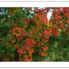  Herbst im Garten