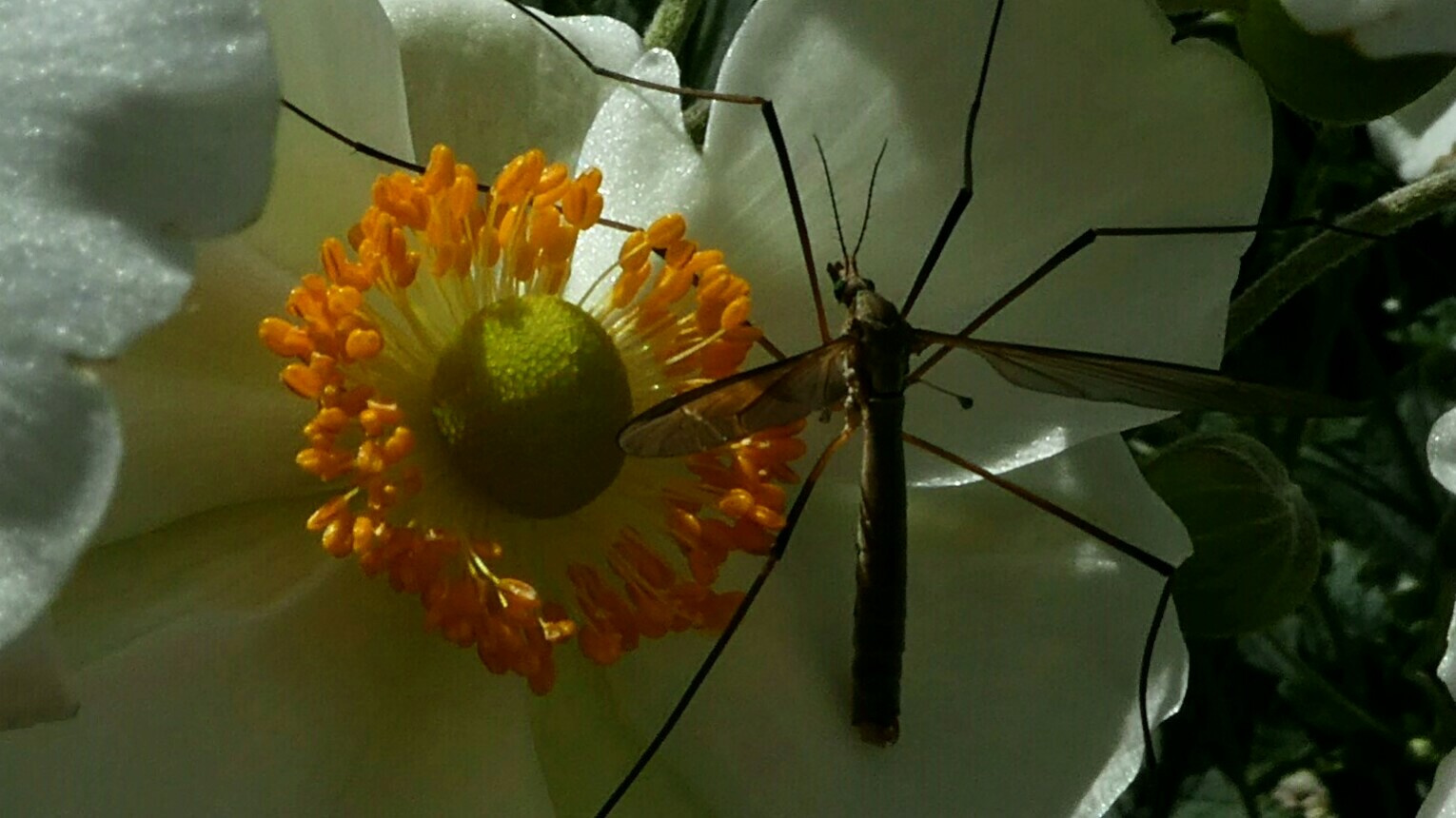 Herbst im Garten