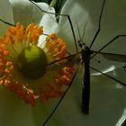 Herbst im Garten