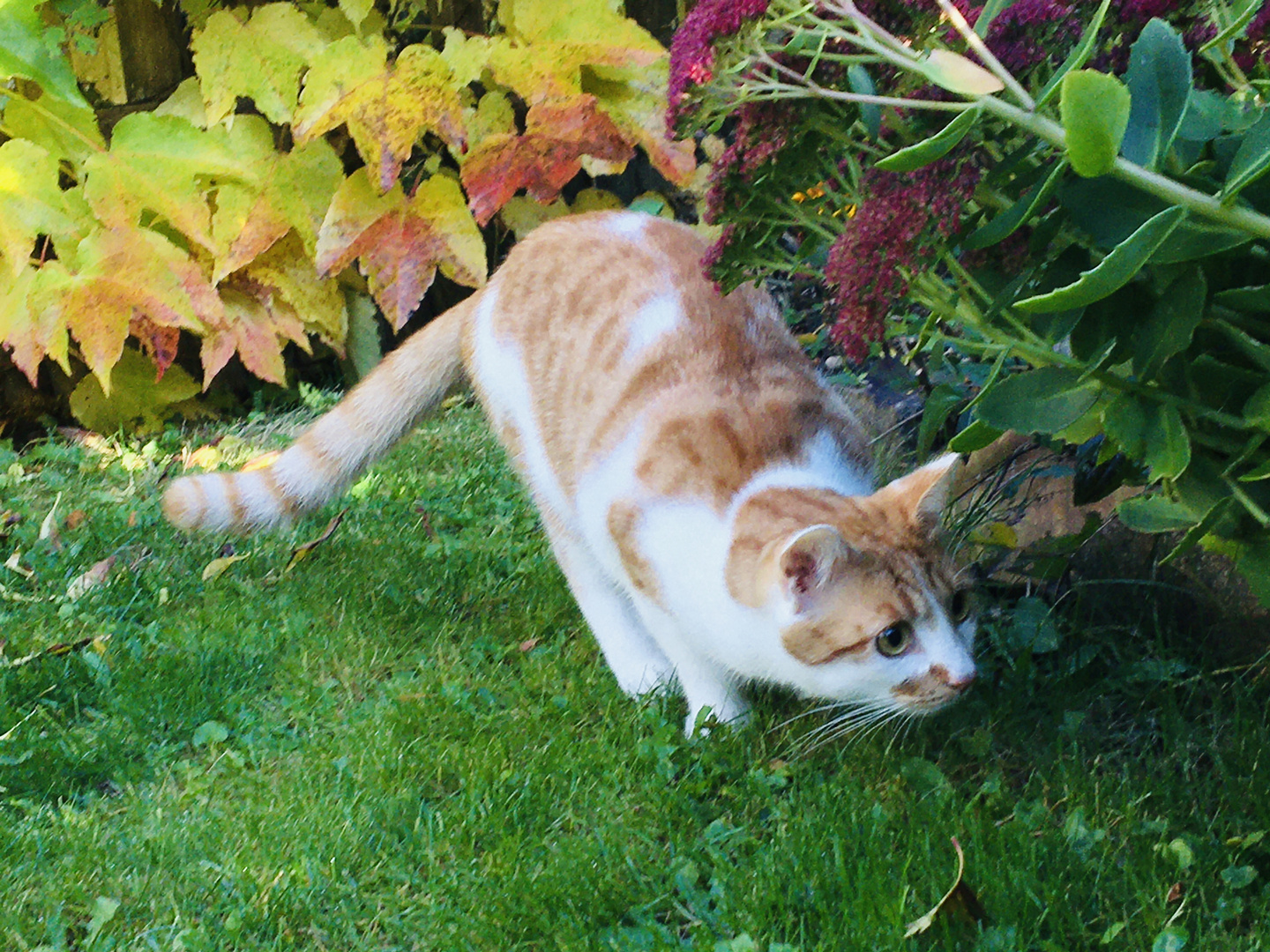 Herbst im Garten