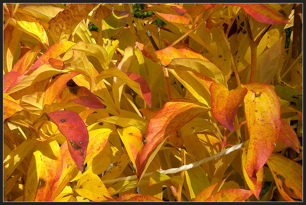 Herbst im Garten