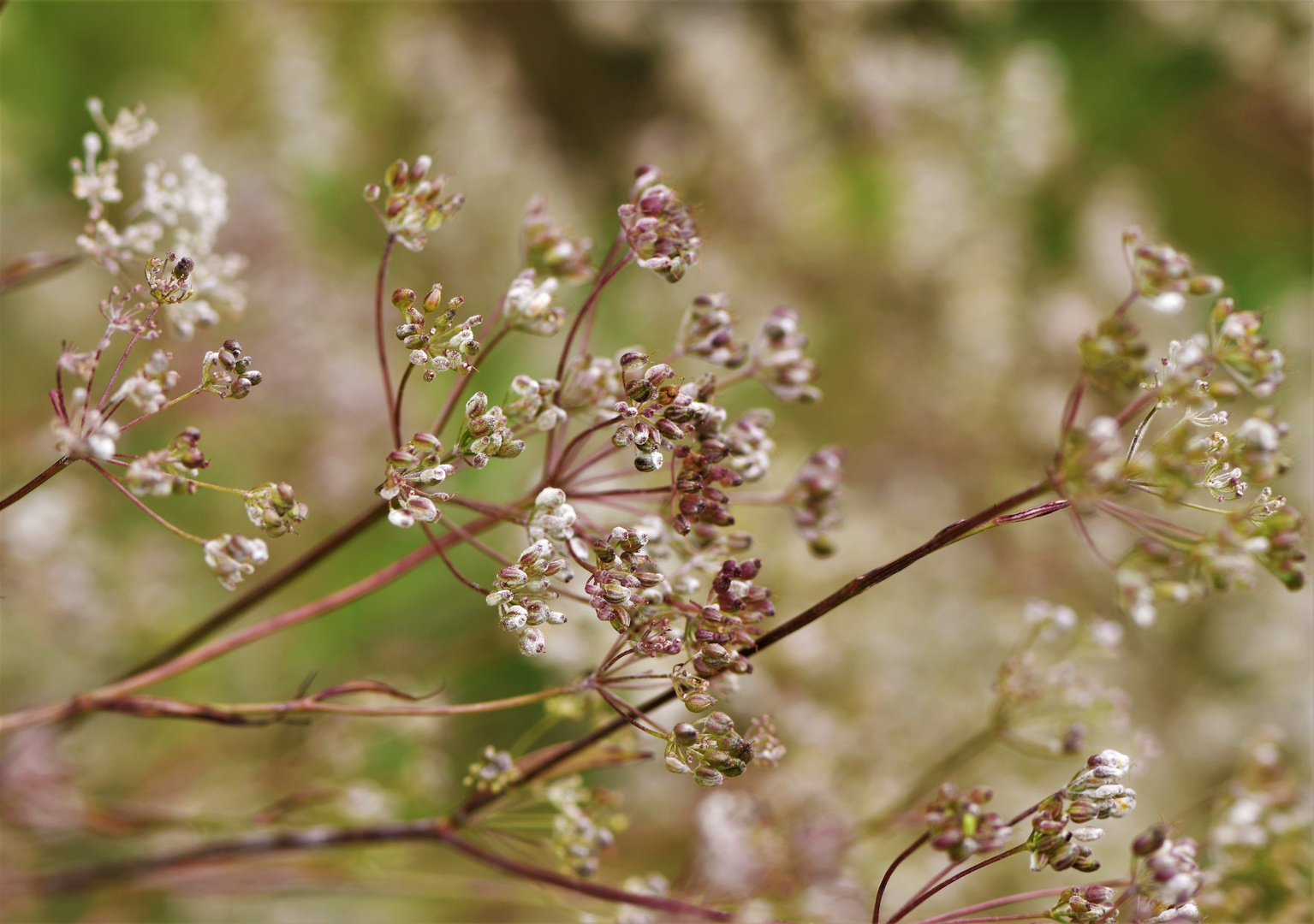 Herbst im Garten