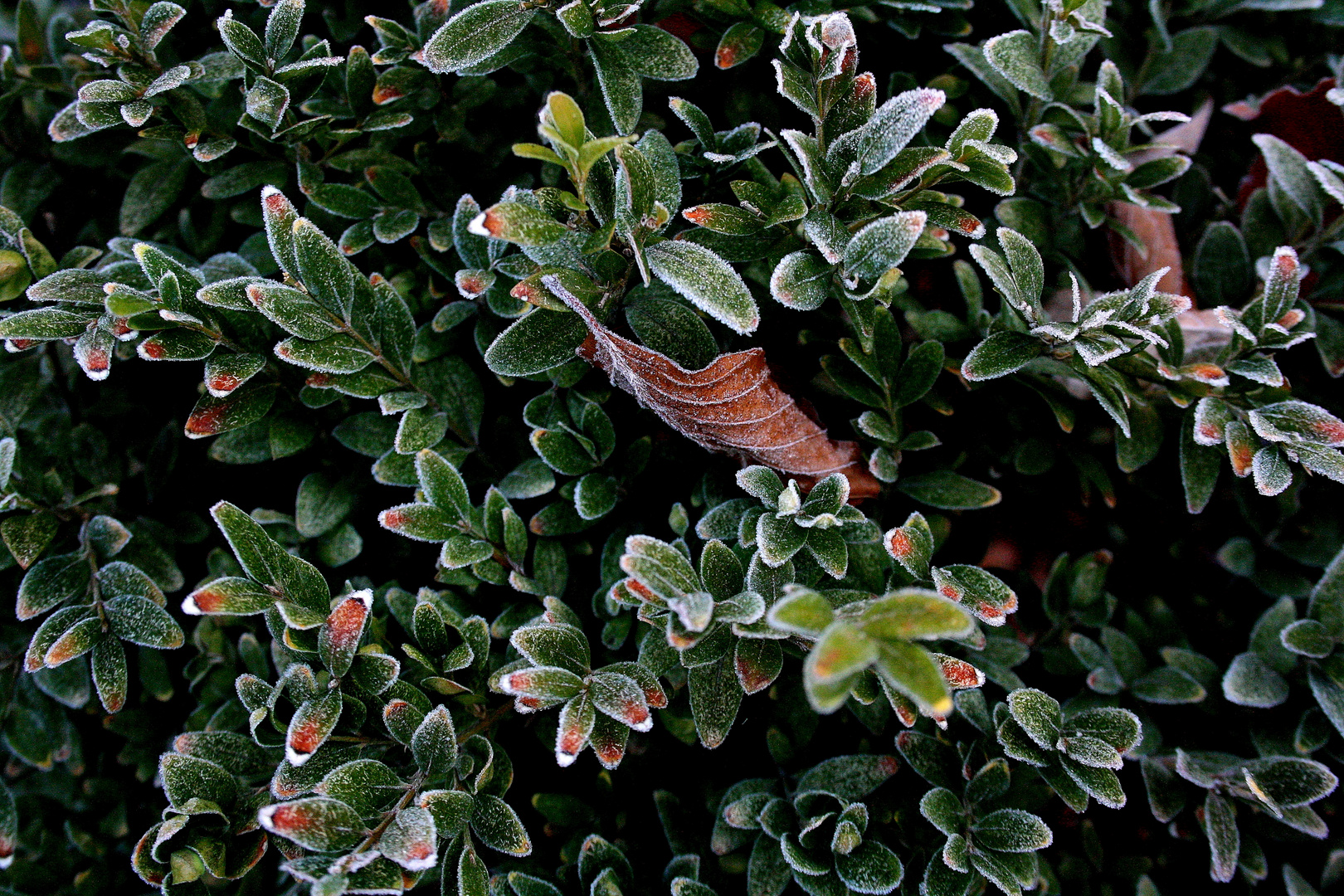 Herbst im Garten