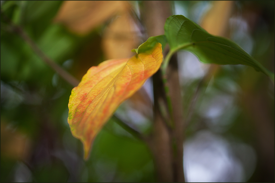 Herbst im Garten