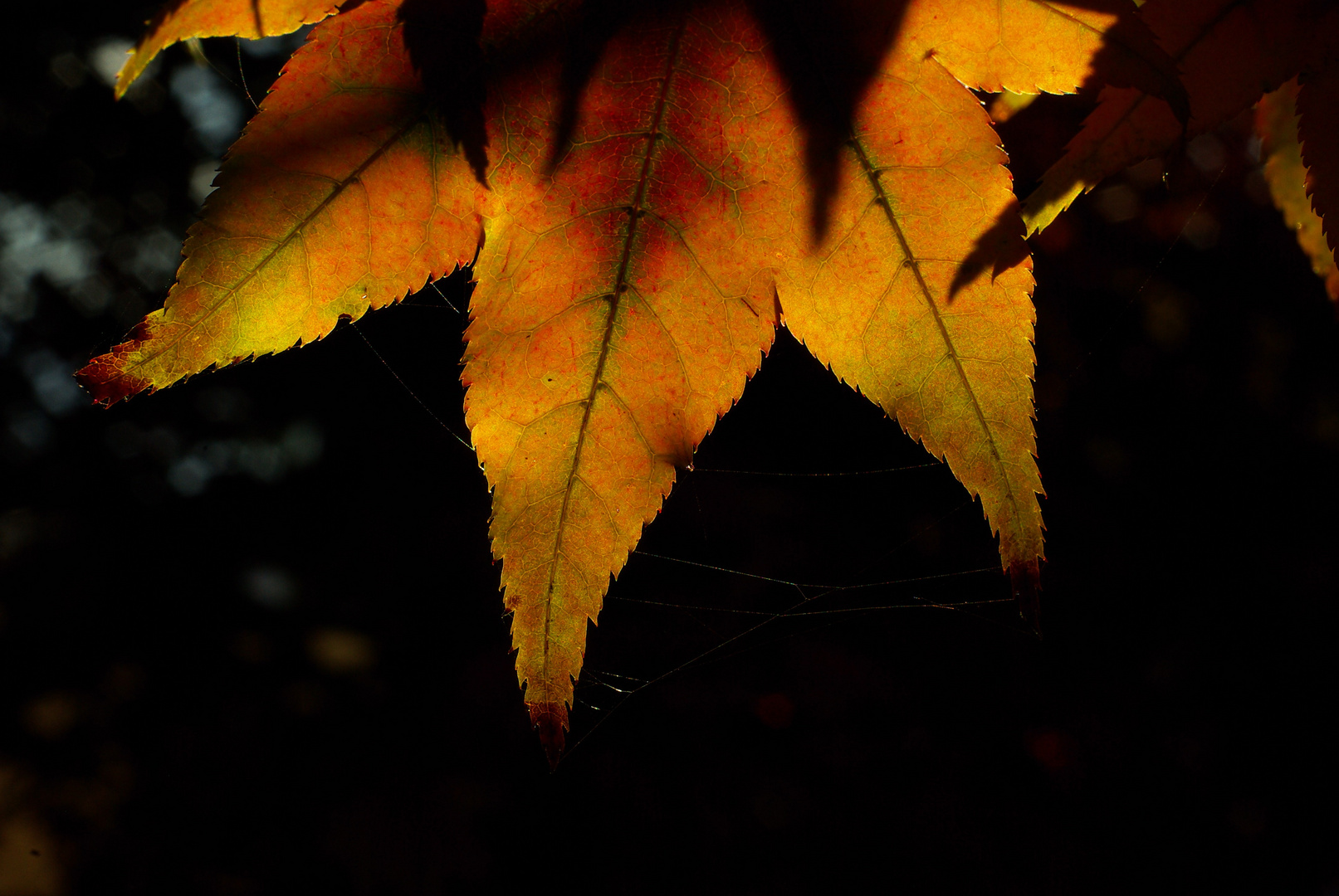 Herbst im Garten