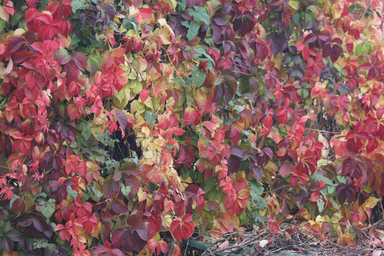 Herbst im Garten