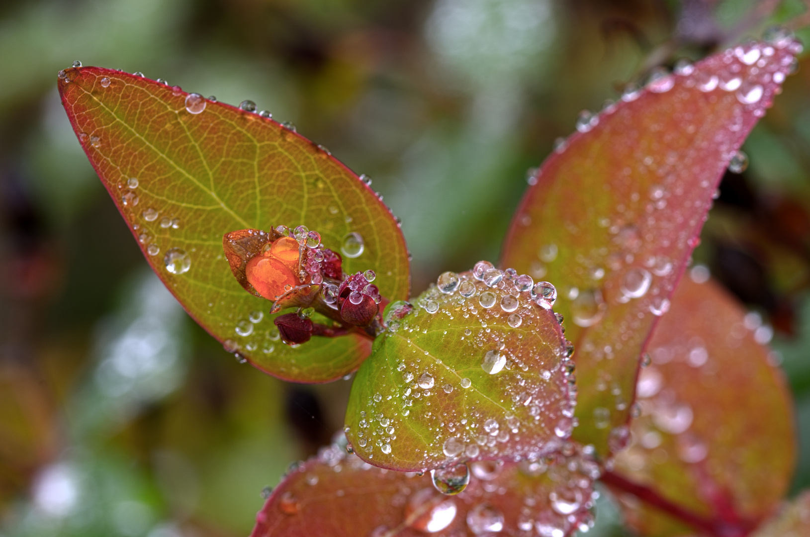 Herbst Im Garten Johanniskraut Foto Bild Jahreszeiten